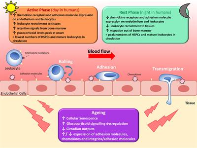 Changes in Circadian Rhythms Dysregulate Inflammation in Ageing: Focus on Leukocyte Trafficking